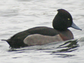 Ferrginous Duck x Tufted Duck hybrid